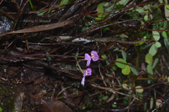 Disperis neilgherrensis